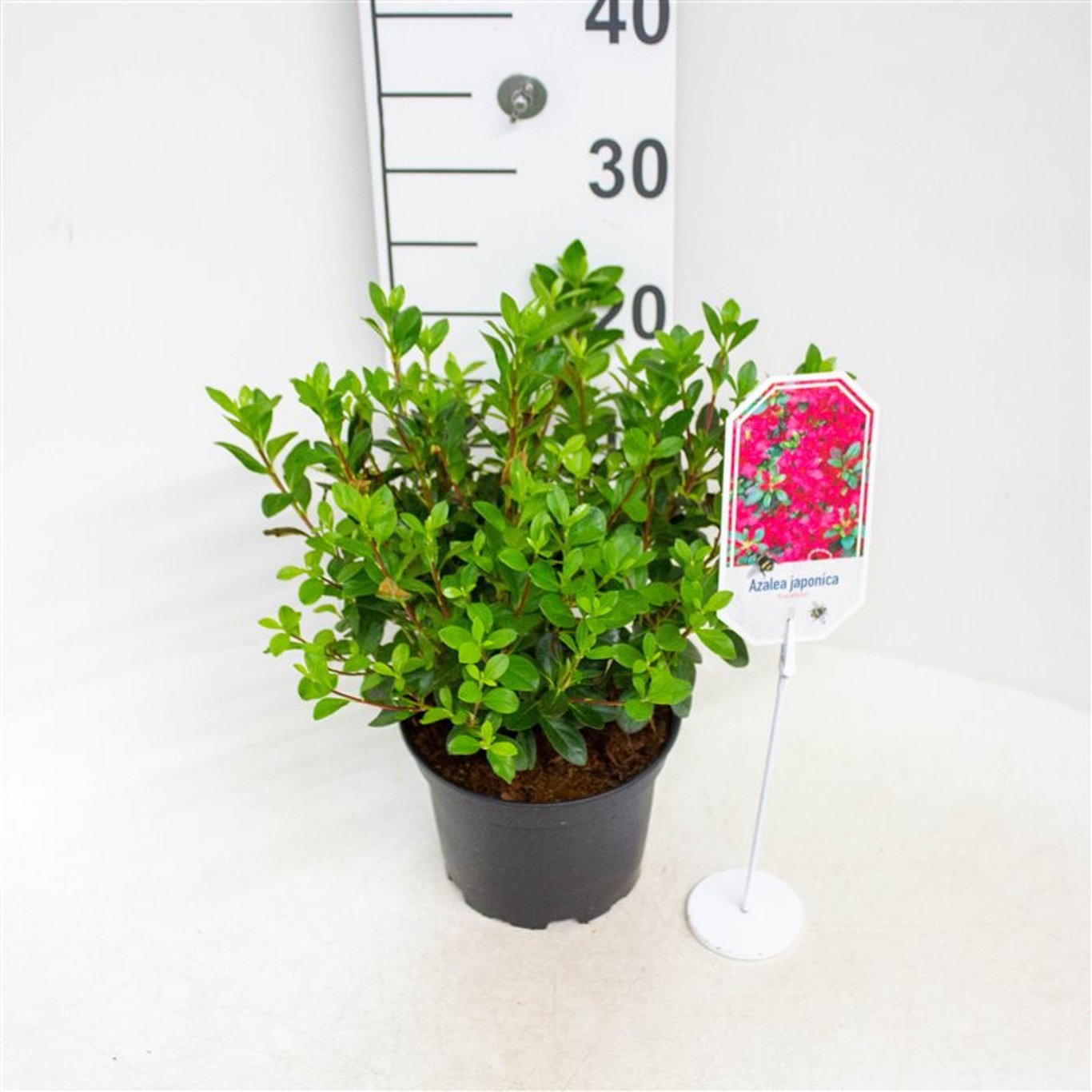 Rhododendron – Rhododendron (AJ); 'Excelsior' - C2 20-25 CM